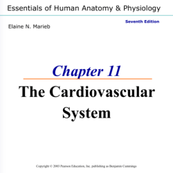 Chapter 11 the cardiovascular system packet