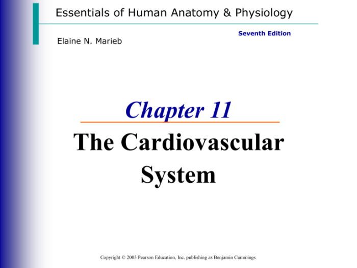 Chapter 11 the cardiovascular system packet