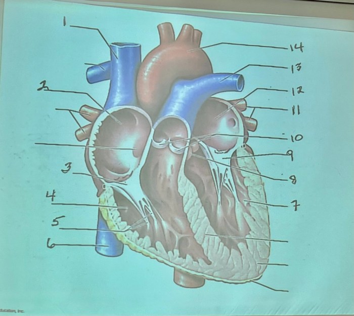 Chapter 11 the cardiovascular system packet