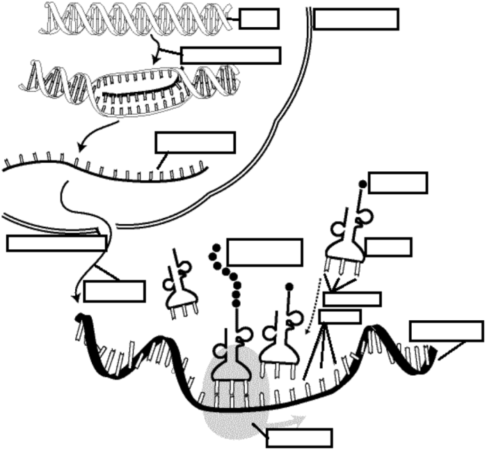 Dna transcription & translation worksheet