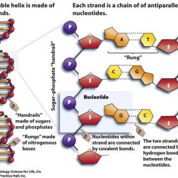 Dna transcription & translation worksheet