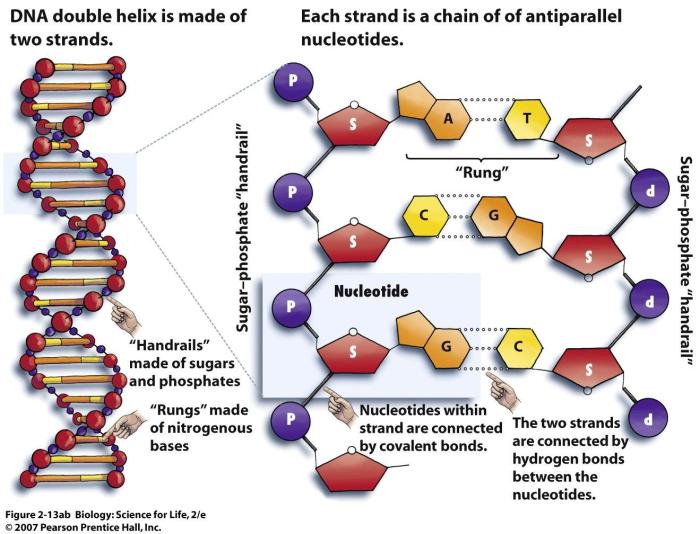 Dna transcription & translation worksheet