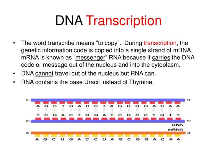 Dna transcription & translation worksheet