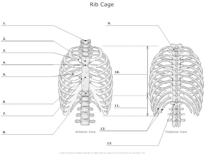 Chapter 11 the cardiovascular system packet