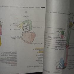 Laboratory manual for anatomy and physiology 7th edition pdf