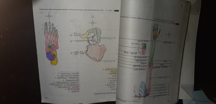 Laboratory manual for anatomy and physiology 7th edition pdf